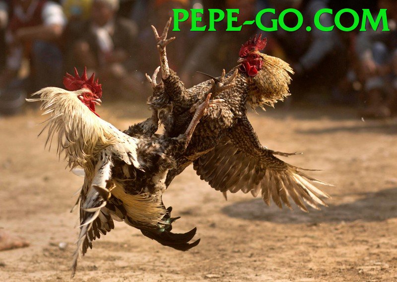 Cách Đọc Kèo Đá Gà - Game hot