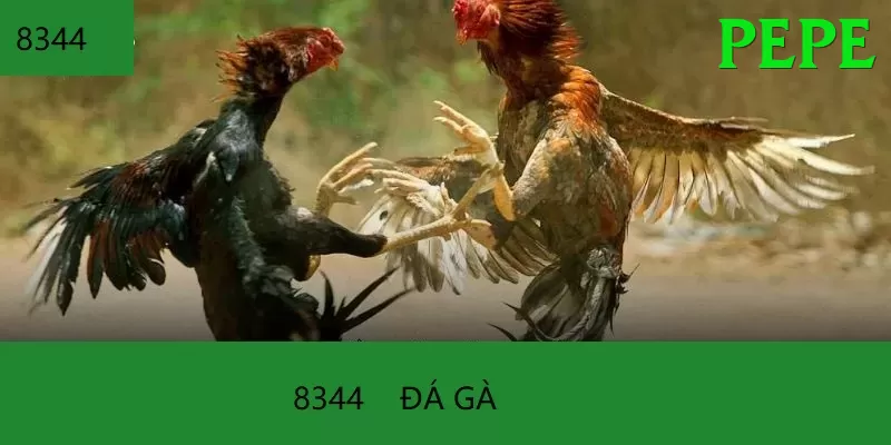 Đá Gà Trực Tiếp - Trải nghiệm tuyệt vời - Miễn phí