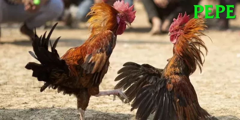 Đá Gà Trực Tiếp - pepe - Điều khoản